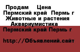 Продам  › Цена ­ 4 000 - Пермский край, Пермь г. Животные и растения » Аквариумистика   . Пермский край,Пермь г.